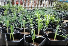 We did not find results for: Berkebun Di Rumah Mudah Menanam Tanaman Menggunakan Polybag Popmama Com
