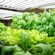Maybe you would like to learn more about one of these? Bloomgrow 2ft 4ft T5 Ho Fluorescent Lighting Kit 4 6 8 Bulb 24w 54w 6500k Lamp Included For Indoor Growing T5 Grow Light Fixtures For Plant Growing 2ft 24w 4 Bulb Gardening