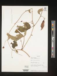 Image result for Adenia karibaensis
