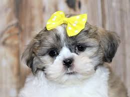 Maybe you would like to learn more about one of these? Shih Poo Puppies Pets N Pals Staunton Va