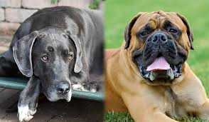 Our bullmastiff great dane mix is quite friendly towards other animals, including cats. Daniff Great Dane Mastiff Mix Info Pictures Traits Facts Doggie Designer