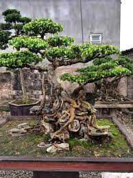 Bonsai Bonsaimore Fosterginger Pinterest Via Bonsai Garden Bonsai Art Bonsai