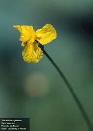 Image result for Xyris parvula