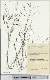 Image result for Phragmanthera eminii