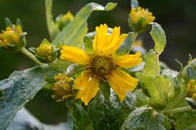 Image result for Guizotia