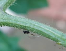 Image result for BLACKFLY ON TOMATO PLANTS