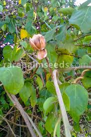 Image result for Thespesia populneoides