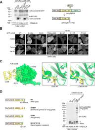 Welcome to lc lawyers llp. Human Atg4 Autophagy Proteases Counteract Attachment Of Ubiquitin Like Lc3 Gabarap Proteins To Other Cellular Proteins Journal Of Biological Chemistry