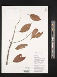 Image result for Garcinia huillensis