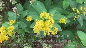 Image result for Cestrum