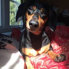 Handsome Hot Dog Hot Dogs Dogs Animals