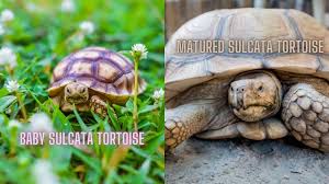 Check spelling or type a new query. Sulcata Tortoise Growth Rate How Fast They Grow The Turtle Hub
