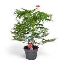 Image result for Jatropha multifida