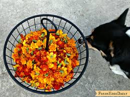 For culinary use, gather marigold flowers when in full bloom and dry in the shade. Marigolds For Orange Egg Yolks And Healthy Chickens Fresh Eggs Daily