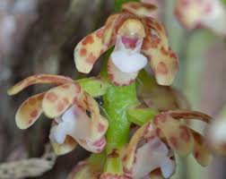 Image result for Macphersonia