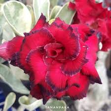 Tumbuhan yang suka dengan panas matahari ini berasal dari daerah afrika timur karena iklimnya sangat panas. Jual Tanaman Hias Bunga Adenium Kamboja Tananpaka Di Lapak Hts Bukalapak