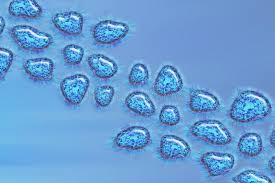 Anche l'italia è stata interessata negli ultimi anni da focolai epidemici. Influenza Aviaria Umana Vista Di Un Virus In Un Epidemia Virale Al Microscopio Trattamento Della Malattia Infettiva 3d Illustrazione Di Stock Illustrazione Di Aereo Medico 173933721
