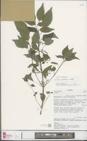 Image result for Elatostema paivaeanum
