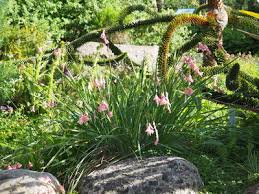 Image result for Dierama cupuliflorum