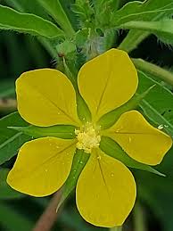 Image result for Ludwigia leptocarpa