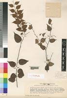 Image result for Gerrardina