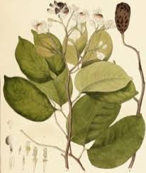 Image result for Hymenaea