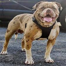 Whipstaff ranch and rescue 6185 meadowview rd nw solway mn 56678 phone: Register Your Alapha Blue Blood Bulldog With The American Bully Association