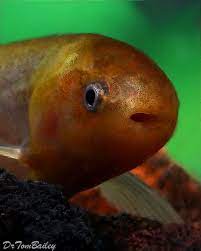 Baby Whale Featured Item Baby Whale Fish Petfish Aquarium Aquariums Freshwater Freshwaterfish Featureditem