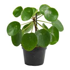 How to care for my chinese money plant. Pilea Peperomioides Chinese Money Plant Hortology
