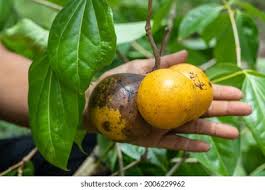 Image result for Strychnos cocculoides