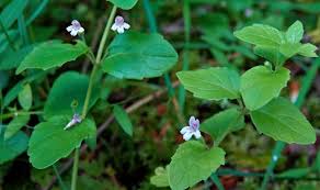 Image result for Clinopodium uhligii