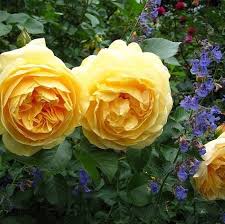 Check spelling or type a new query. Julian Ronchi Garden Design Nursery A Favourite Combination Yellow But Never Faint Hearted David Austin S Graham Thomas Teamed With Purple Catmint David Austin Roses Currently In Stock Roses Gardening Flowers