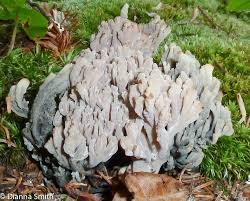 Image result for Clavulina cinerea