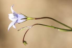 Image result for Wahlenbergia capitata