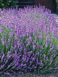 Blumen blumensträuße deutschland oder von der nächstgelegenen blumenladen oder per paket. Pflanzen Online Kaufen Pflanzen Und Gartenversand Baldur Garten