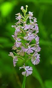 Image result for Habenaria pubipetala