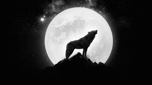 At your doorstep faster than ever. Black And White Wolf Wallpapers 4k Hd Black And White Wolf Backgrounds On Wallpaperbat
