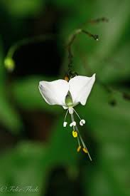 Image result for Aneilema zebrinum