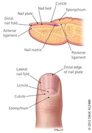 evaluation of nail abnormalities american family physician