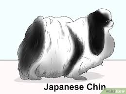 This breed makes a good watchdog. 4 Ways To Identify A Pekingese Wikihow