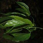 Image result for Alchornea laxiflora