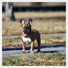 Again, this can vary and all pups grow at different rates. Your French Bulldog Has Long Legs Find Out Why