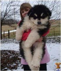 Giant alaskan malamute puppies price. Giant Alaskan Malamute Omg Is This A Puppyyy Want I Have One Like That Malamute Puppies Malamute Puppy Giant Alaskan Malamute Puppy