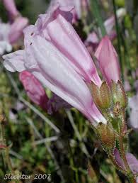 Image result for Cystostemon