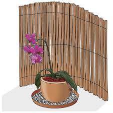 Tra specie che nascono spontaneamente e specie coltivate se ne contano più di 775 generi e 19500 specie, tutte appartenenti alla stessa famiglia botanica delle orchidaceae. Portare All Aperto Le Orchidee Sul Balcone O In Giardino Cose Di Casa