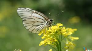 Image result for tranh vẽ hoa cai vang