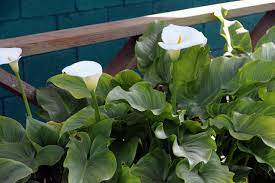 Calla lilies growing indoors & outdoors care guide how to grow calla lilies indoors and outdoors care guide subscribe to aciero for weekly videos aciero. How To Plant Calla Lily Outdoor In Your Garden Tricks To Care