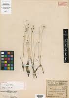 Image result for Eriocaulon abyssinicum