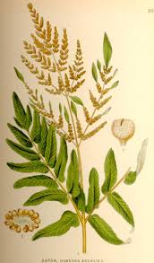 Image result for Osmundaceae