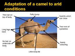 The camel glides across the desert sand just like the ship and it can stay without the food or the water for weeks even when it is carrying the heavy loads or transporting men. Adaptations Interdependence And Adaptation Summary Of Specification Adaptations